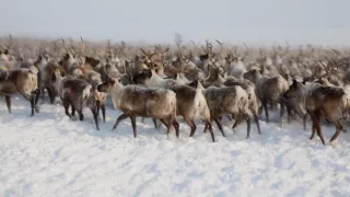 Volanie skutočného severu (6)