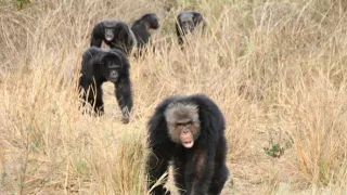 Útulek pro záchranu šimpanzů Jane Goodallové (3/6)