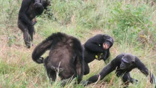 Útulek pro záchranu šimpanzů Jane Goodallové (3/6)