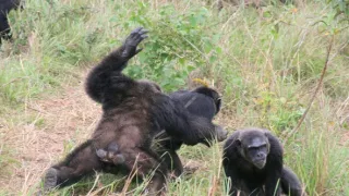 Útulek pro záchranu šimpanzů Jane Goodallové (3/6)