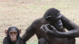 Útulek pro záchranu šimpanzů Jane Goodallové (3/6)