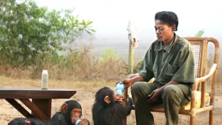 Útulek pro záchranu šimpanzů Jane Goodallové (3/6)