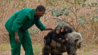 Útulek pro záchranu šimpanzů Jane Goodallové (3/6)