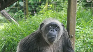 Útulek pro záchranu šimpanzů Jane Goodallové (3/6)