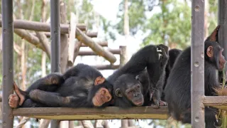 Útulek pro záchranu šimpanzů Jane Goodallové (3/6)