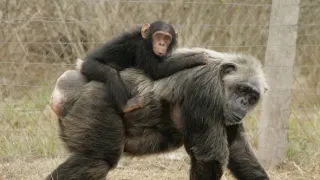 Útulek pro záchranu šimpanzů Jane Goodallové (3/6)