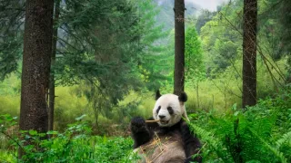 Skrytá království čínské divočiny (3)