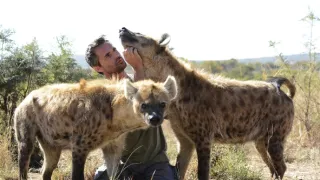 Zabijácké IQ: Lev versus hyena (1)