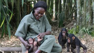 Útulek pro záchranu šimpanzů Jane Goodallové (2/6)