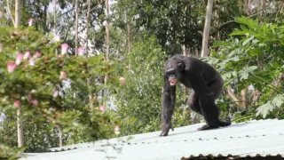 Útulek pro záchranu šimpanzů Jane Goodallové (2/6)