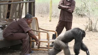 Útulek pro záchranu šimpanzů Jane Goodallové (2/6)