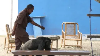 Útulek pro záchranu šimpanzů Jane Goodallové (2/6)