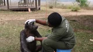 Útulek pro záchranu šimpanzů Jane Goodallové (2/6)