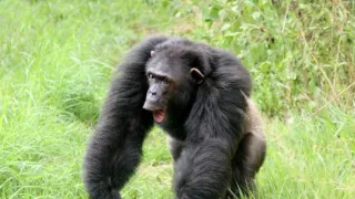 Útulek pro záchranu šimpanzů Jane Goodallové (2/6)