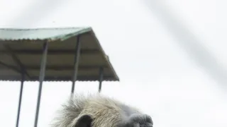 Útulek pro záchranu šimpanzů Jane Goodallové (2/6)