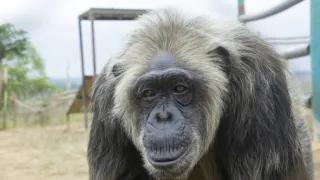 Útulek pro záchranu šimpanzů Jane Goodallové (2/6)