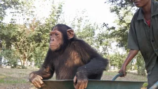 Útulek pro záchranu šimpanzů Jane Goodallové (2/6)