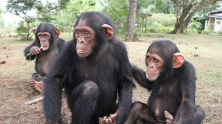 Útulek pro záchranu šimpanzů Jane Goodallové (2/6)