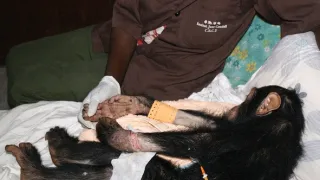 Útulek pro záchranu šimpanzů Jane Goodallové (2/6)