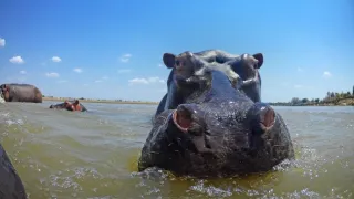 Zázračná planéta: Serengeti II (6/6)