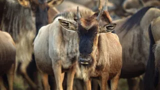 Zázračná planéta: Serengeti II (6/6)