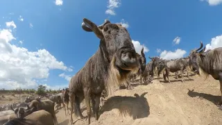 Zázračná planéta: Serengeti II (6/6)