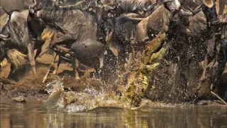 Zázračná planéta: Serengeti II (6/6)