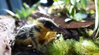 Neznámy Madagaskar (1/2)