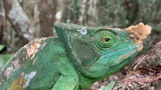 Neznámy Madagaskar (1/2)