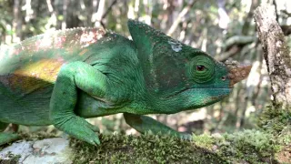 Neznámy Madagaskar (1/2)