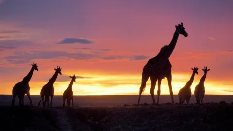 Masai Mara: Křižovatka divočiny (2)