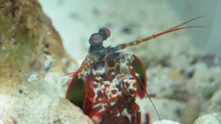 Velká přírodovědná dobrodružství Davida Attenborougha (2/3)