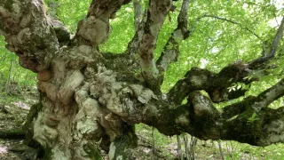 Aragvi - neznámá Gruzie