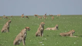 Síla instinktů (2)