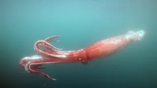 Síla instinktů (2)