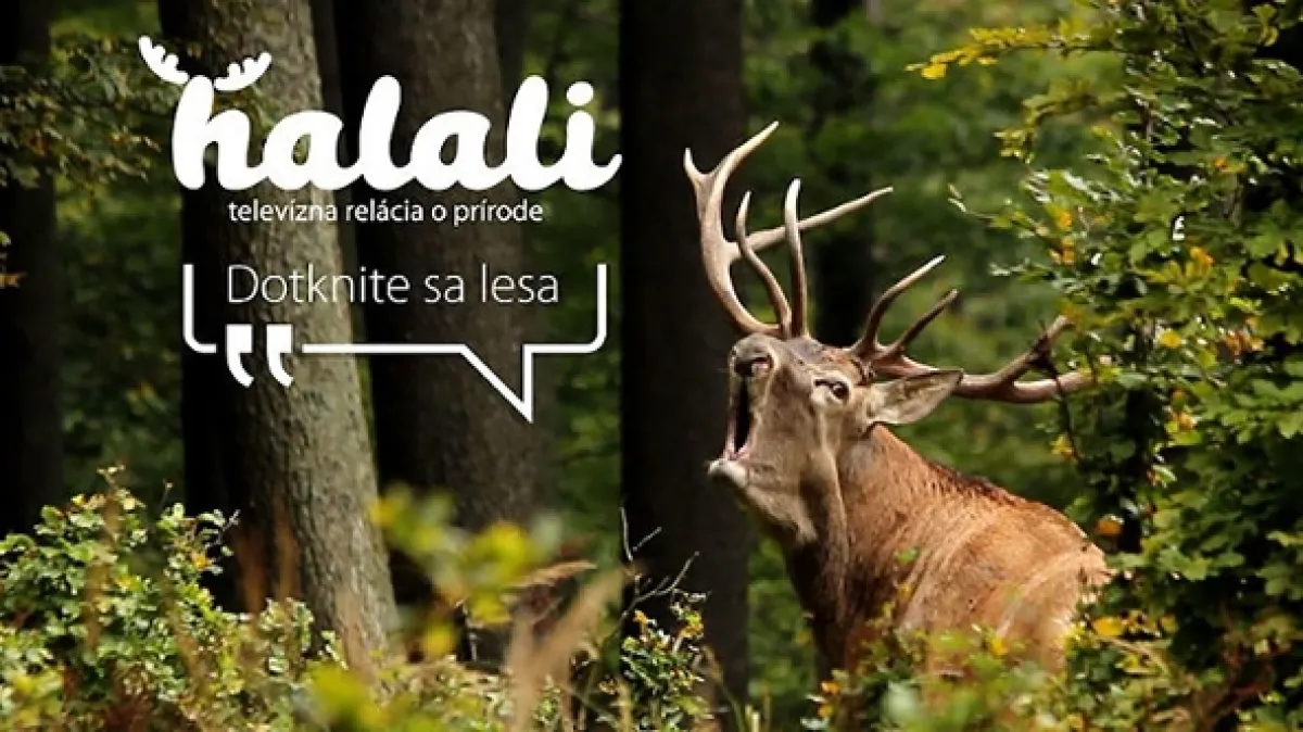 Halali, 2016 - fotogaléria