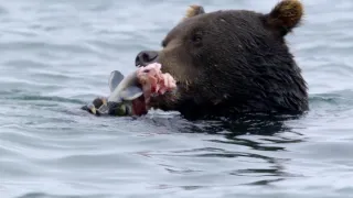 Nejdokonalejší tvorové v umění přežít (5/5)