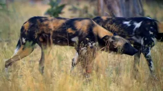 Nejdokonalejší tvorové v umění přežít (5/5)