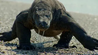 Nejdokonalejší tvorové v umění přežít (5/5)