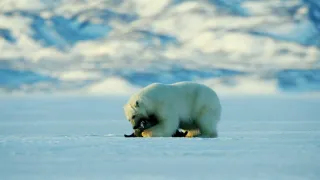 Nejdokonalejší tvorové v umění přežít (5/5)