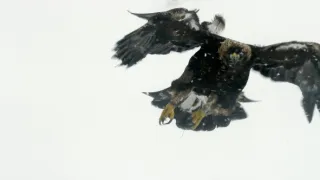 Nejdokonalejší tvorové v umění přežít (5/5)