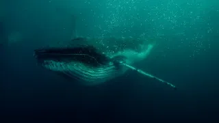 Nejdokonalejší tvorové v umění přežít (5/5)