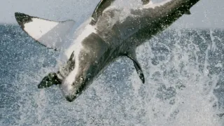 Nejdokonalejší tvorové v umění přežít (5/5)