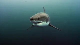 Nejdokonalejší tvorové v umění přežít (5/5)