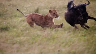 Nejdokonalejší tvorové v umění přežít (5/5)