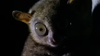 Nejdokonalejší tvorové v umění přežít (5/5)