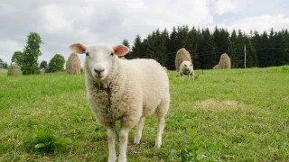 Za našima humny