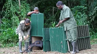 Útulek pro záchranu šimpanzů Jane Goodallové (4/6)