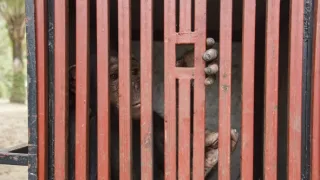 Útulek pro záchranu šimpanzů Jane Goodallové (4/6)