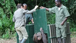 Útulek pro záchranu šimpanzů Jane Goodallové (4/6)